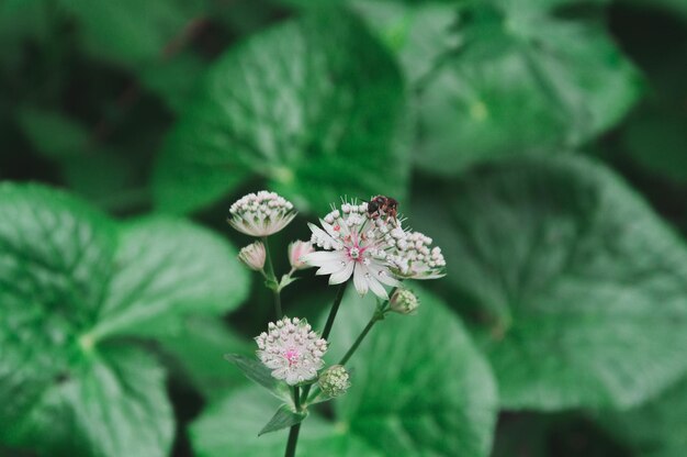 Foto prossimo piano di una pianta da fiore