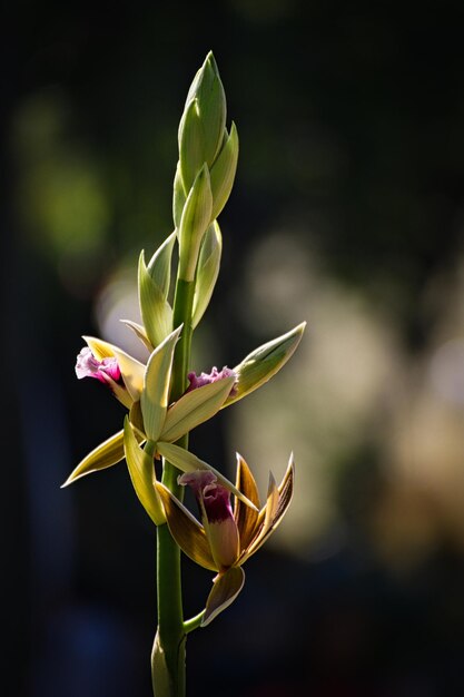 Foto prossimo piano di una pianta da fiore