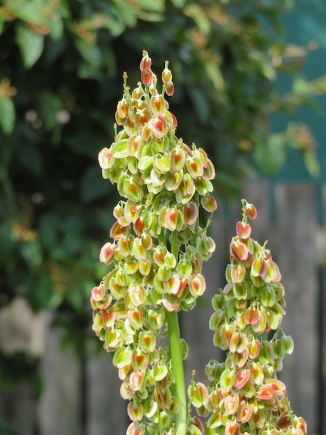 Foto prossimo piano di una pianta da fiore