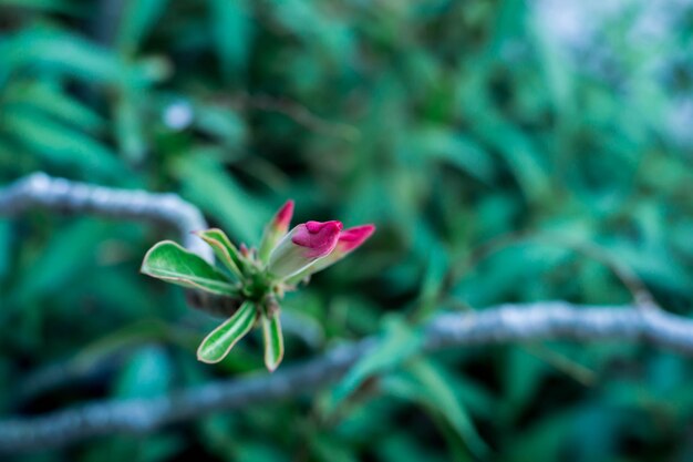 Close-up of flowering plant