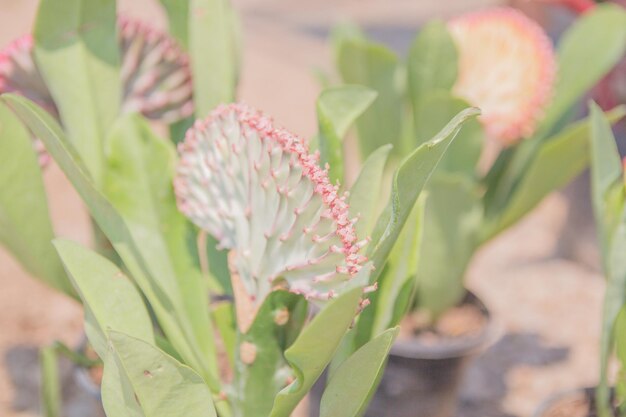 Close-up of flowering plant