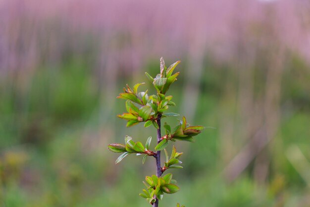 Photo close-up of flowering plant