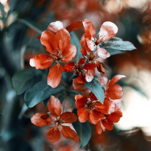 Photo close-up of flowering plant