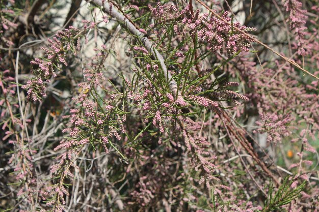 Photo close-up of flowering plant