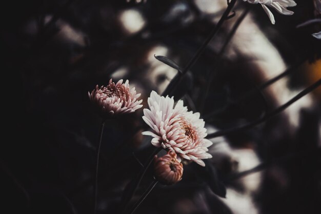 Photo close-up of flowering plant