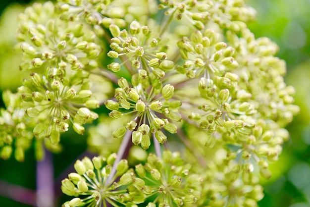 Foto prossimo piano di una pianta da fiore