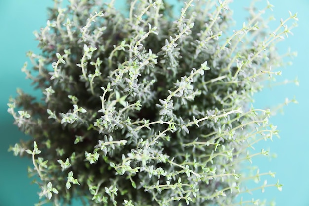 Photo close-up of flowering plant