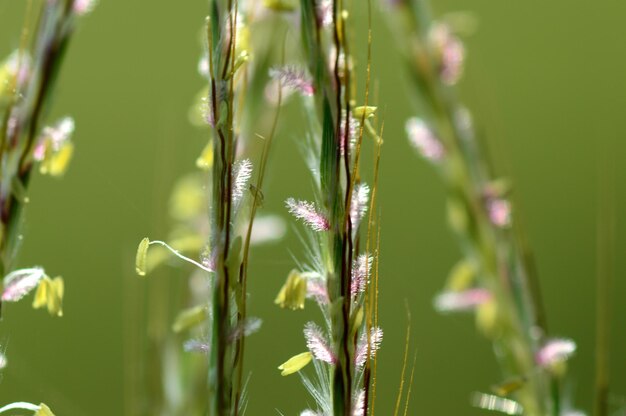 Close-up of flowering plant