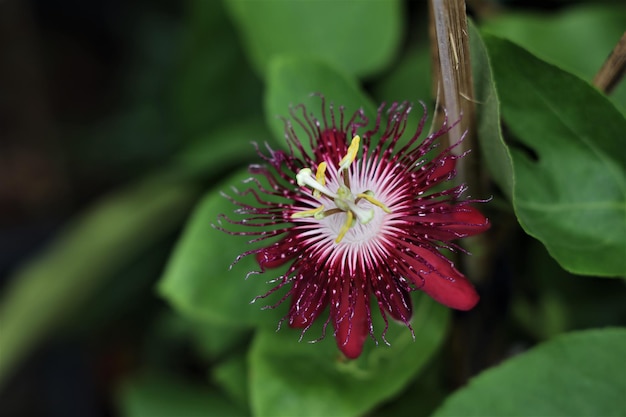 close-up of flowering plant