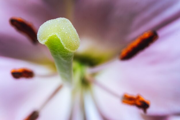 Foto prossimo piano di una pianta da fiore