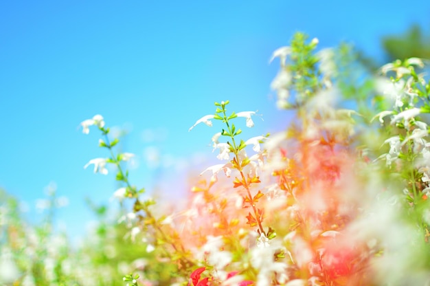 Foto close-up di piante a fiori contro il cielo blu