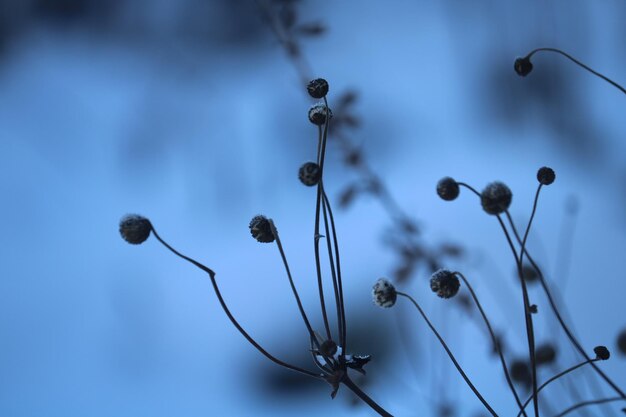 Close-up of flowering plants against blue sky