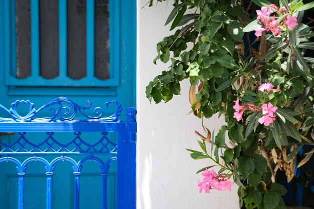 Close-up of flowering plants against blue wall