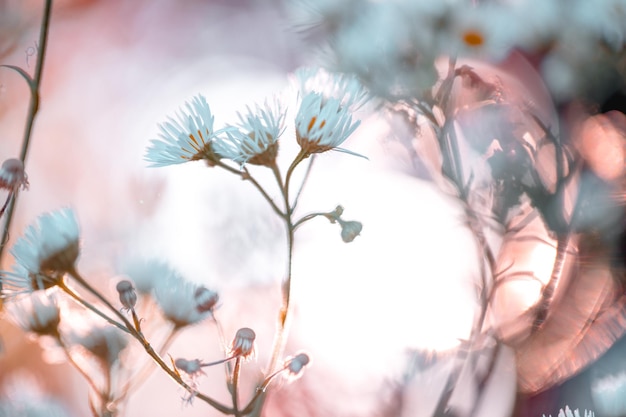 ぼんやりした背景の花の植物のクローズアップ