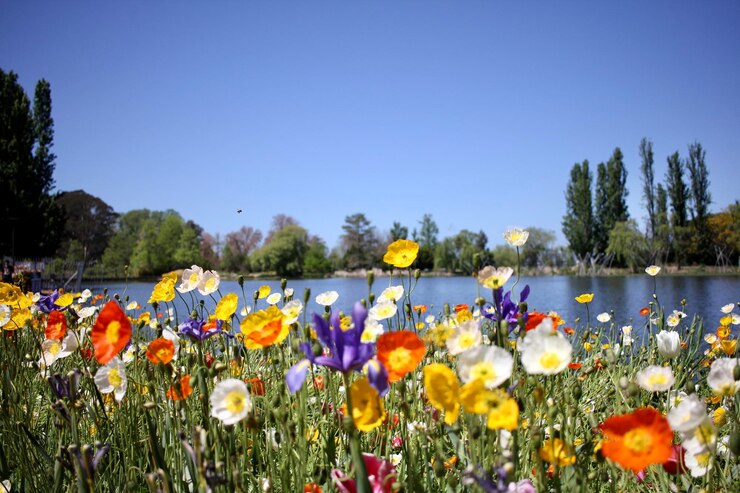 Photo close-up of flowering plants on field against clear sky