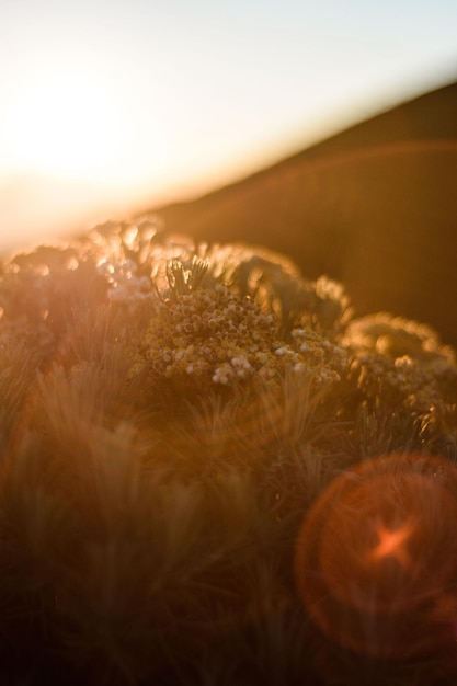 Photo close-up of flowering plants on field against sky during sunset