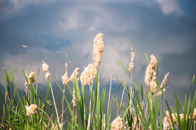 Photo close-up of flowering plants on field against sky