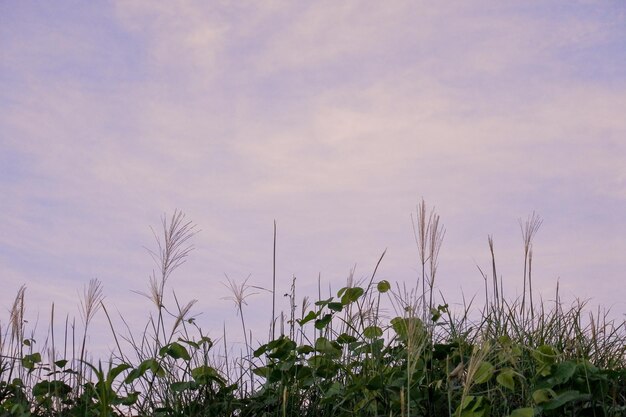 Close-up of flowering plants on field against sky