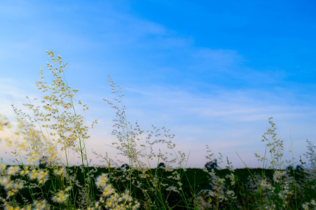 Photo close-up of flowering plants on field against sky