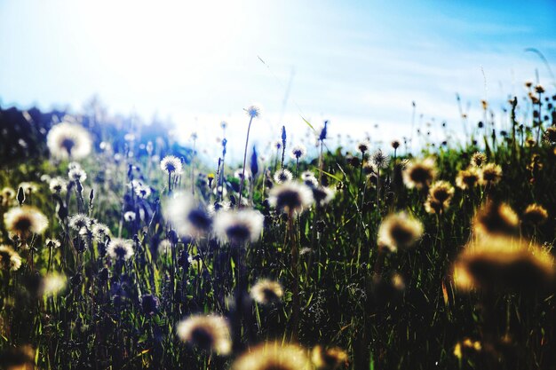 Close-up of flowering plants on field against sky