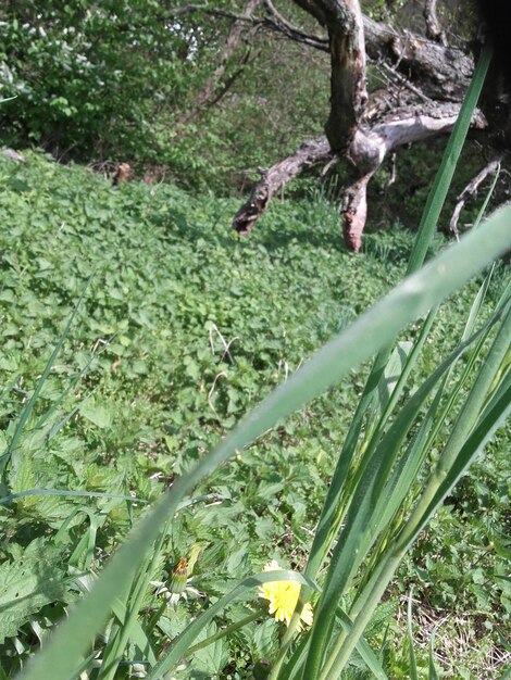 Close-up of flowering plants on field in forest