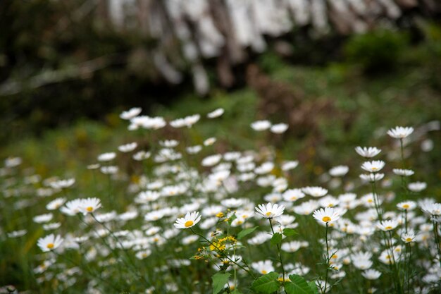 Close-up of flowering plants on field