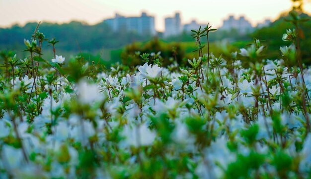 Close-up of flowering plants on field