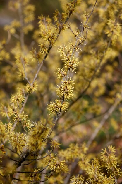 Close-up of flowering plants on field