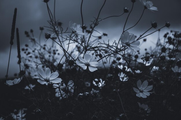 Photo close-up of flowering plants on field