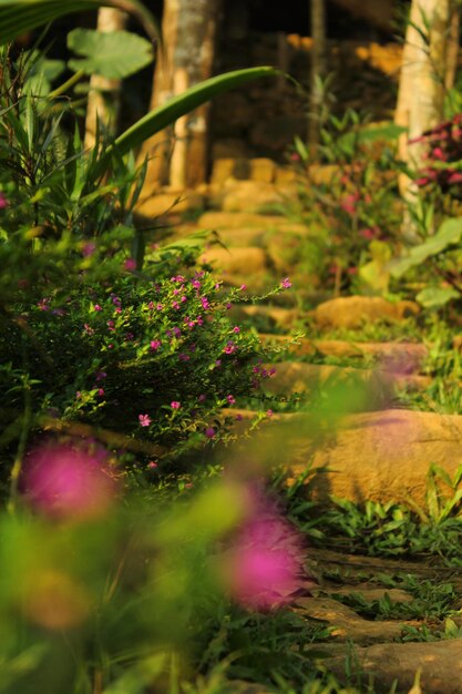 畑の花の植物のクローズアップ