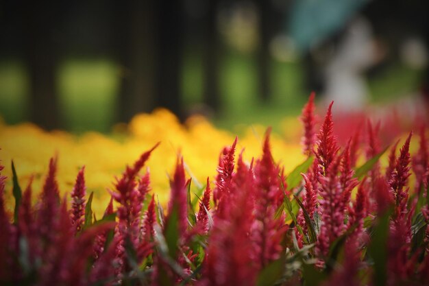 Close-up of flowering plants on field