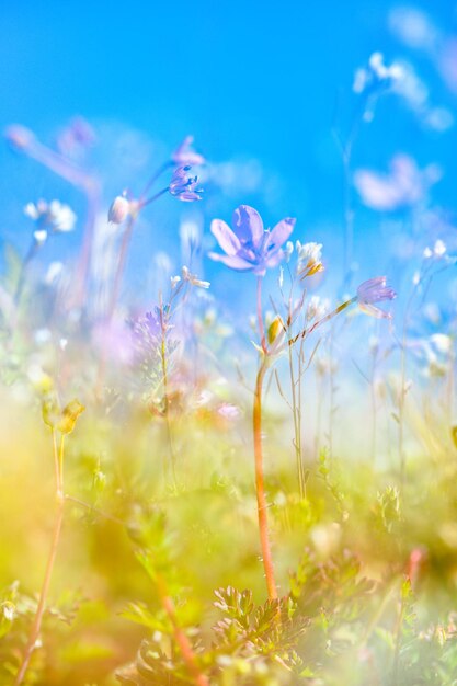 Close-up of flowering plants on field