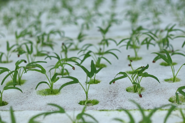 Photo close-up of flowering plants on field