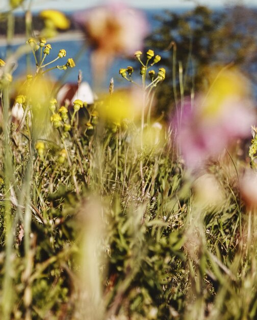 Close-up of flowering plants on field