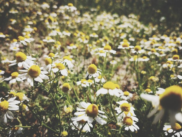 Close-up of flowering plants on field