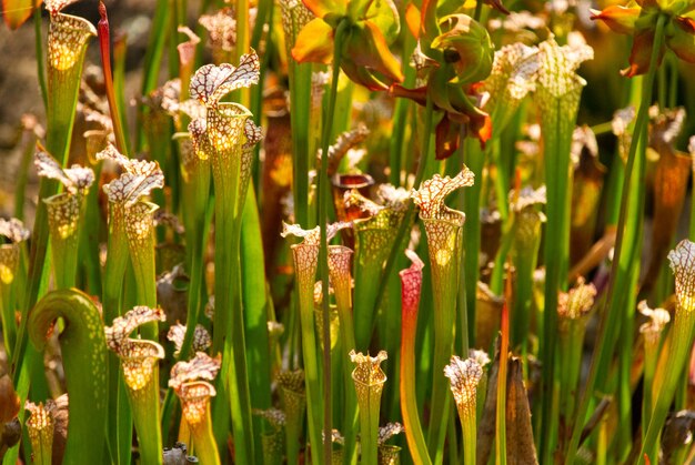 Photo close-up of flowering plants on field