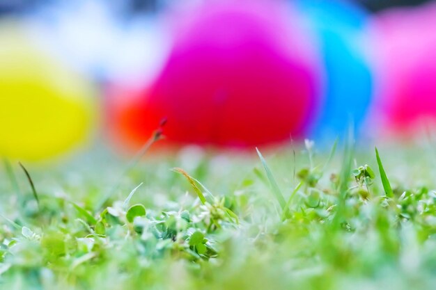 Close-up of flowering plants on field