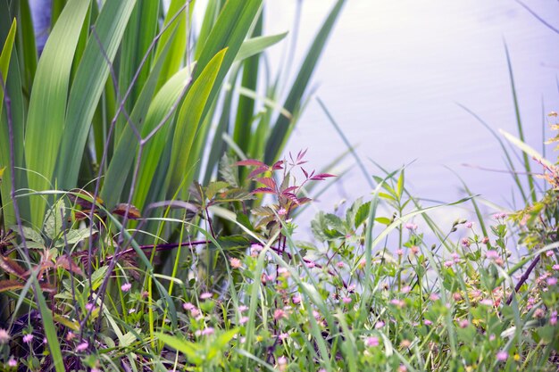 Close-up of flowering plants on field