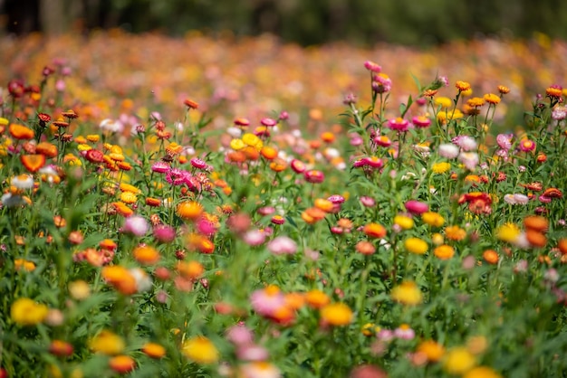 Close-up of flowering plants on field