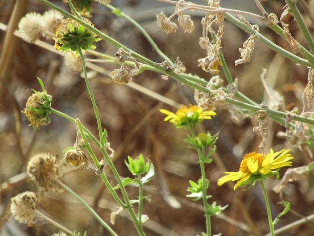 Foto close-up di piante da fiore sul campo