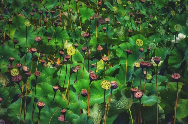 Close-up of flowering plants on field