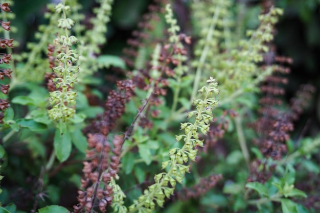 畑の花の植物のクローズアップ