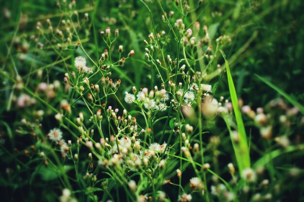 Foto close-up di piante da fiore sul campo