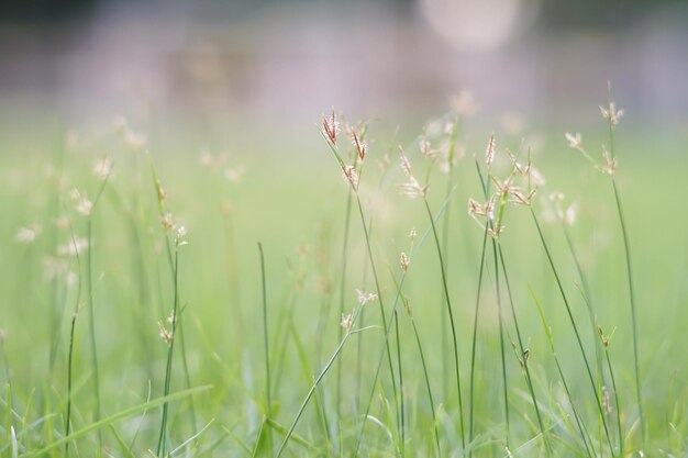 Close-up of flowering plants on field