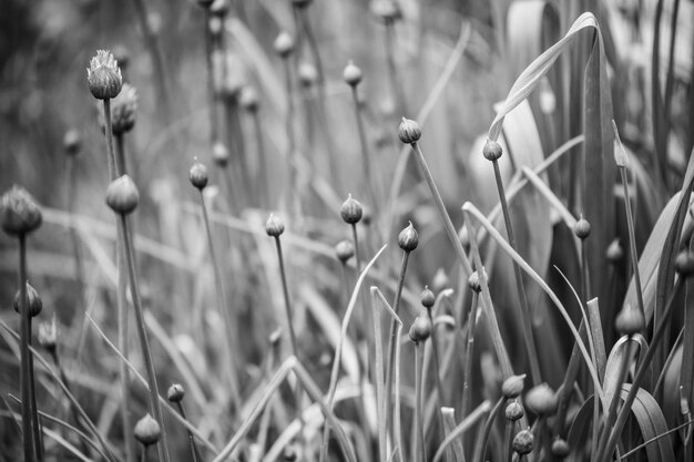 Photo close-up of flowering plants on field