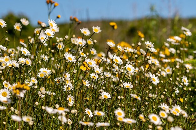 Photo close-up of flowering plants on field