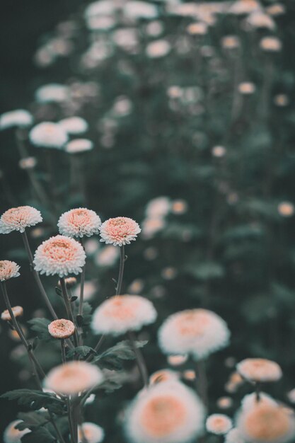 Photo close-up of flowering plants on field