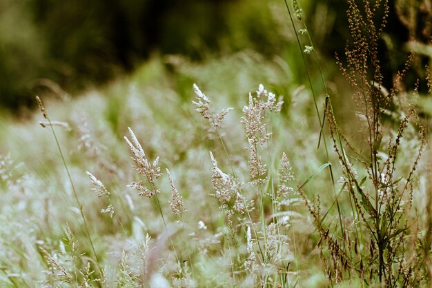 Photo close-up of flowering plants on field