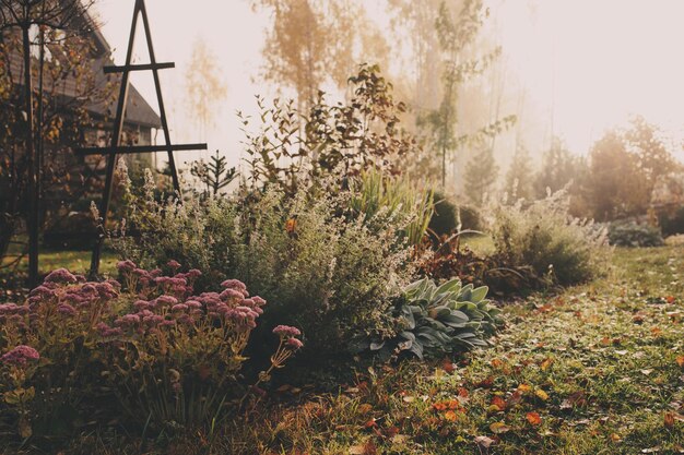 Photo close-up of flowering plants on field