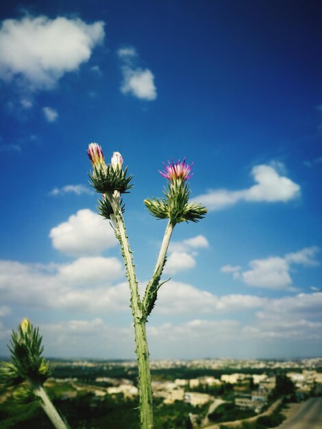 Photo close-up of flowering plants on land against sky